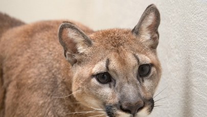 Trzymał pumę w mieszkaniu. "Właściciel płakał, kiedy ją odbieraliśmy"