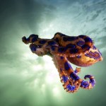 Trzymał śmierć w dłoniach! Nie wiedział, że to jedno z najbardziej jadowitych zwierząt świata