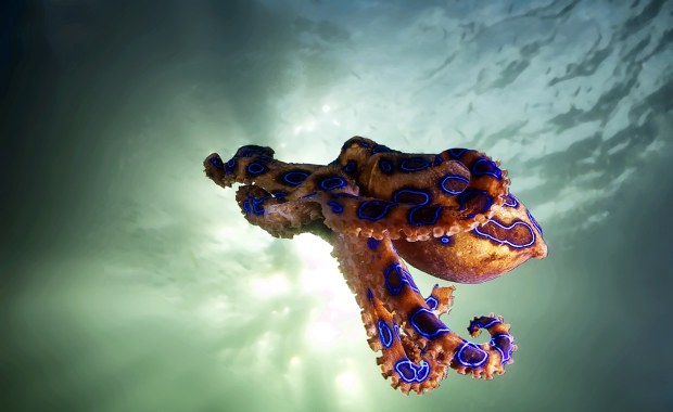 Trzymał śmierć w dłoniach! Nie wiedział, że to jedno z najbardziej jadowitych zwierząt świata