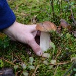Tu grzybów jest całe mnóstwo. Jeden region króluje nad resztą 