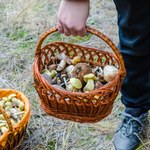 Tu grzyby dosłownie czekają na grzybiarzy. Koniecznie wybierz się do tego lasu