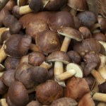 Tu jest najwięcej grzybów. Prawie każdy wychodzi z pełnym koszem