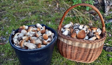 Tu jest najwięcej grzybów w okolicy Lublina. Na pewno nie wrócisz z pustym koszykiem 