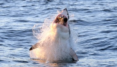 Tu kiedyś było mnóstwo rekinów. Zniknęły, bo pływa ktoś większy