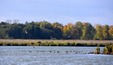 Tu leży największy park krajobrazowy w Polsce. Fani ornitologii będą zachwyceni