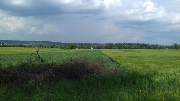 Tu mają powstać tzw. poletka remediacyjne,  ul. Olszanicka w Krakowie /Przemek Błaszczyk /RMF MAXX