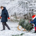 Tu możesz wyciąć choinkę na święta. Żadna grzywna ci nie grozi