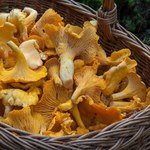 Tu rośnie najwięcej kurek. Doświadczeni grzybiarze znają te miejsca na wylot