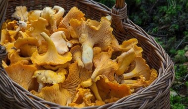 Tu rośnie najwięcej kurek. Doświadczeni grzybiarze znają te miejsca na wylot