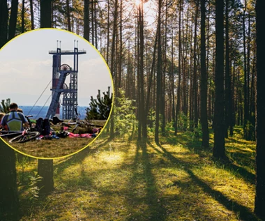 Tu się oddycha na Śląsku. Stary Las Murckowski to leśna oaza zdrowia w aglomeracji