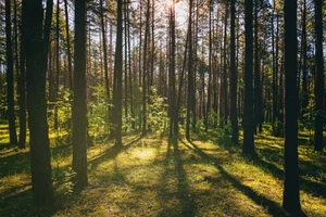 Tu się oddycha na Śląsku. Stary Las Murckowski to leśna oaza zdrowia w aglomeracji