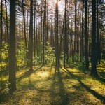 Tu się oddycha na Śląsku. Stary Las Murckowski to leśna oaza zdrowia w aglomeracji