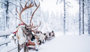 Tu spotkasz prawdziwe renifery. "Mała Finlandia" w sercu Karkonoszy przyciąga turystów