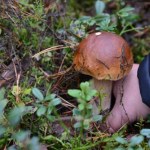 grzybobranie Tu trwa prawdziwy wysyp grzybów. Lasy pękają w szwach
