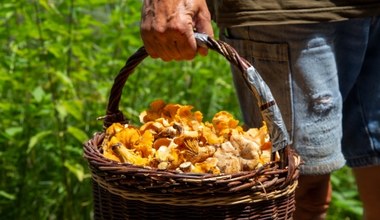 Tu warto się wybrać na grzyby na Warmii. Zatrzęsienie kurek 