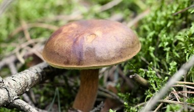 Tu znajdziesz najwięcej podgrzybków. Wiedzą o tym doświadczeni grzybiarze 