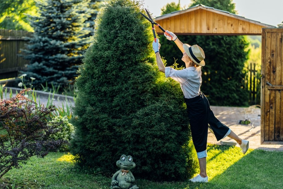 Masz żywopłot w ogrodzie? Sprawdź, czy nie narażasz się na proces sądowy