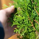 Tuje wyglądają marnie i blado? Tak przywrócisz im intensywną zieleń