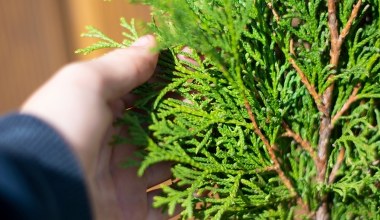 Tuje wyglądają marnie i blado? Tak przywr&oacute;cisz im intensywną zieleń