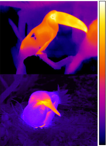 Tukan wielki (na górze) i głuptak białobrzuchy (na dole) w obrazie termowizyjnym &nbsp; /Fot. Glenn Tattersall (Brock University)