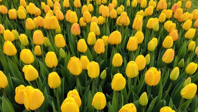 Tulipanami wiosna się zaczyna...