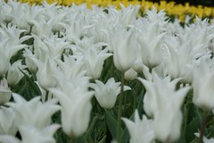 Tulipanowe szaleństwo w ogrodzie botanicznym
