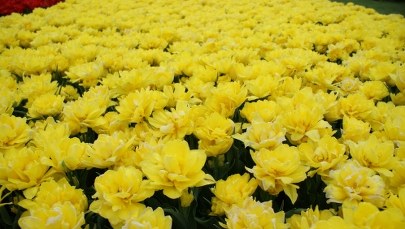 Tulipanowe szaleństwo w ogrodzie botanicznym