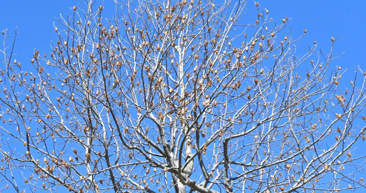 Tulipanowiec amerykański przypomina magnolię, jednak wytwarza inne kwiaty i jest mniej kapryśny. Jak go uprawiać w ogrodzie? /Deposit/East News /East News