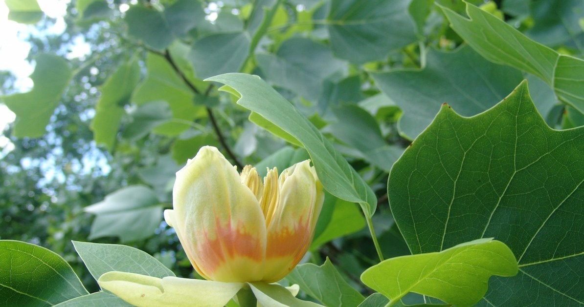 Tulipanowiec amerykański szybko rośnie, a w okresie kwitnienia zachwyca kwiatami /123RF/PICSEL