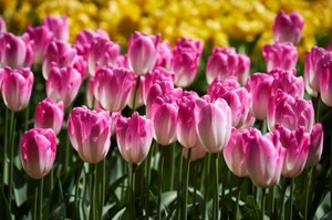 Tulipanowy dywan z kwiatów w ogrodzie? To możliwe! Musisz pilnować pogody