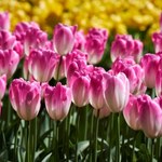 Tulipanowy dywan z kwiatów w ogrodzie? To możliwe! Musisz pilnować pogody