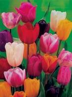 Tulipany długopędowe /Encyklopedia Internautica