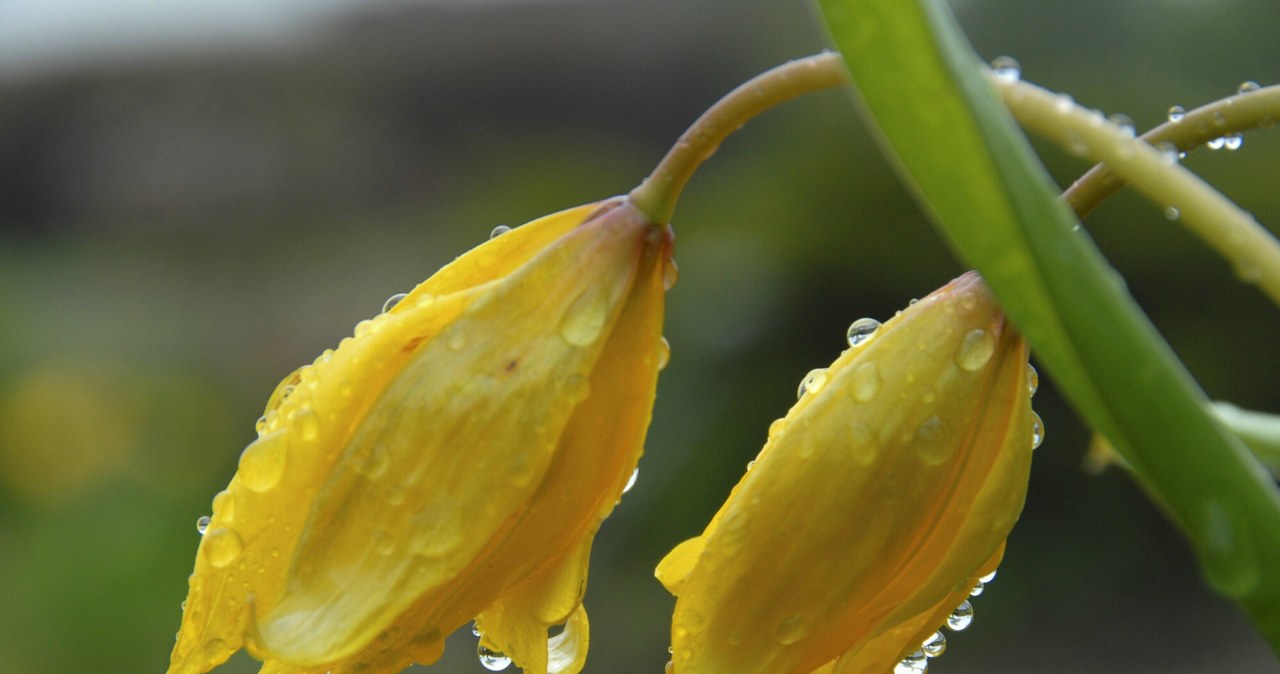 Tulipany dzikie (Tulipa sylvestris) zachwycają nietypowym wyglądem. Ich jasnożółte płatki w ogrodzie wyglądają ciekawie /go stock&people /East News