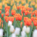 tulipany Tulipany mogą ponownie zakwitnąć. Wystarczy, że zrobisz to