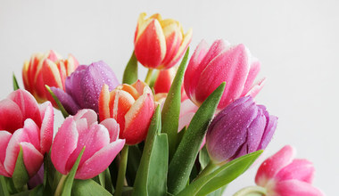 Tulipany na Dzień Kobiet za darmo w Lidlu. W gratisie dostaniesz nawet kilka bukietów!