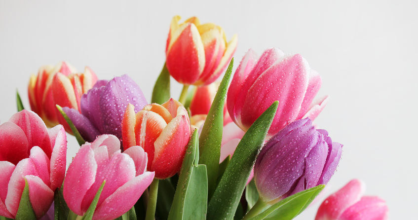 Tulipany na Wielkanoc za 1 grosz w Lidlu! /123RF/PICSEL