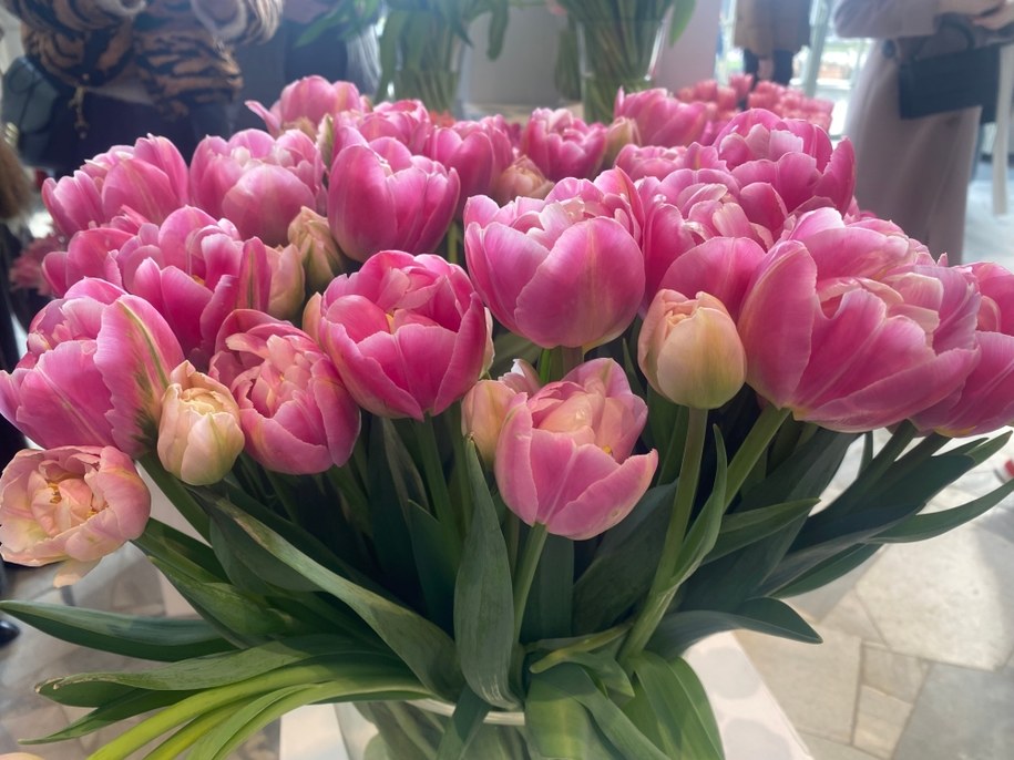 Tulipany na wystawie w Wilanowie /Magdalena Grajnert /RMF FM