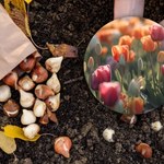Tulipany nie chcą rosnąć i mają przebarwienia? Sprawdź, jak pokonać ten problem