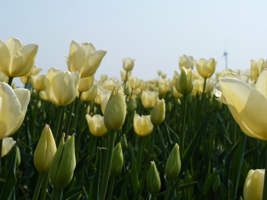 Tulipany odmiany Maria Kaczyńska /Ligthart Bloembollen /Materiały prasowe