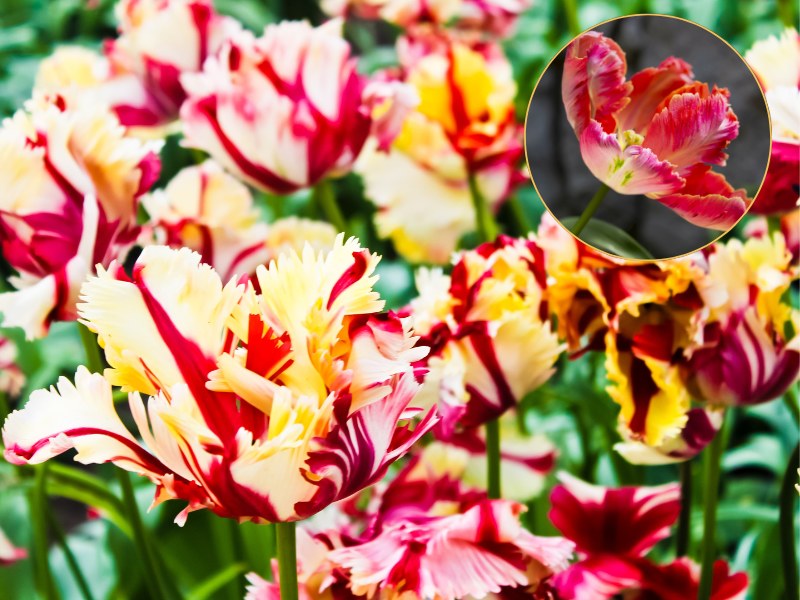 Tulipany papuzi to kolorowe ptaki wśród wiosennych roślin w ogrodzie /Pixel/ Lorna Rande/ Design Pics/ East News /Pixel