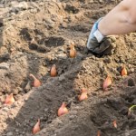 Tulipany sadzę właśnie tak. 1 łyżeczka do dołka i nornice trzymają dystans