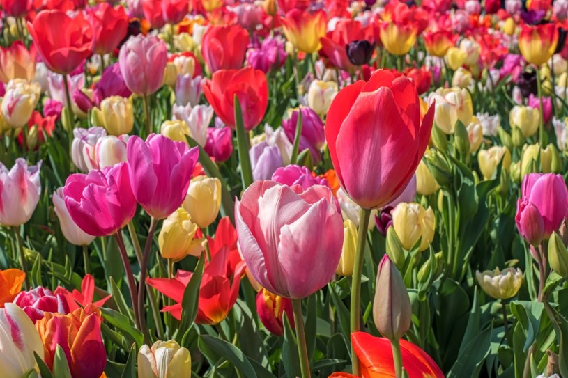 Tulipany to bardzo popularne kwiaty, będące symbolem wiosny. Co zrobić, gdy przekwitną, by za rok znów cieszyły oczy swoim pięknem? /123RF/PICSEL