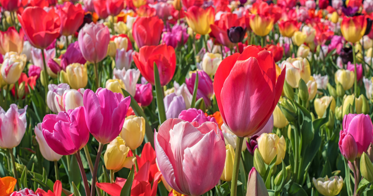 Tulipany to bardzo popularne kwiaty, będące symbolem wiosny. Co zrobić, gdy przekwitną, by za rok znów cieszyły oczy swoim pięknem? /123RF/PICSEL