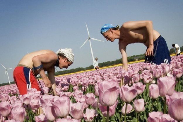Tulipany to jeden z najbardziej znanych produktów eksportowych Holandii /AFP