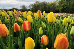Tulipany w łódzkim ogrodzie botanicznym