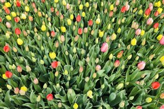 Tulipany w łódzkim ogrodzie botanicznym