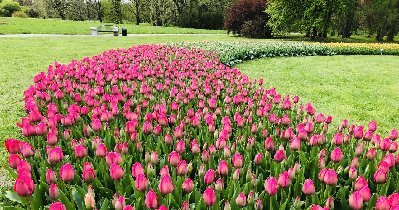 Tulipany w łódzkim ogrodzie botanicznym