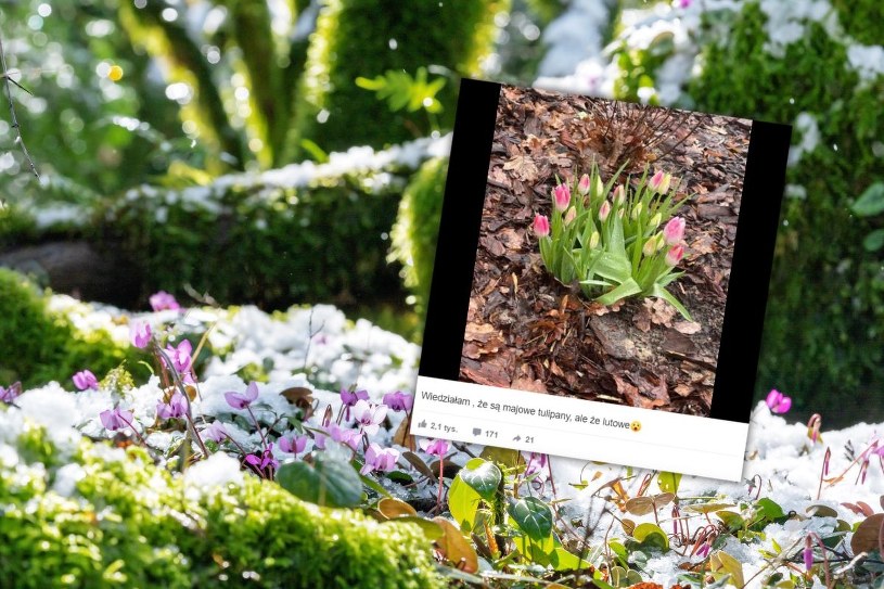 Tulipany w środku zimy? Internauci mówią o fenomenie. Ekspertka wyjaśnia