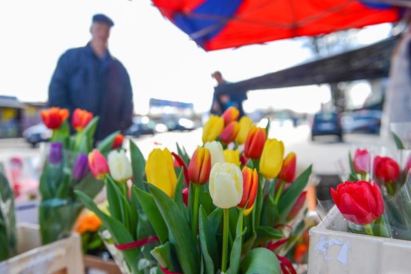 Tulipany współcześnie także cieszą się dużą popularnością w Dzień Kobiet /East News