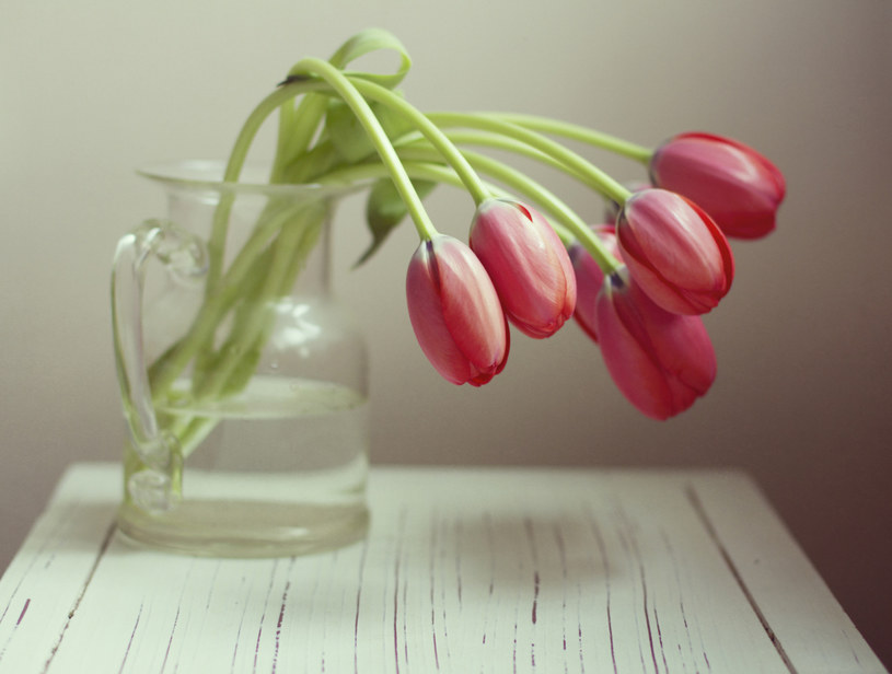 tulipany /© Photogenica